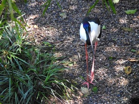 Black neck stork/ jabiru