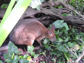 red legged paddy melon 