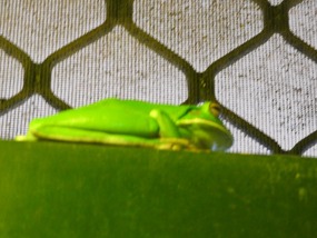 white lipped green tree frog 