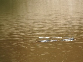 12 mile camp maybe crocs 