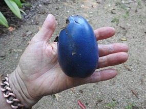 Blue Cassowary fruit 