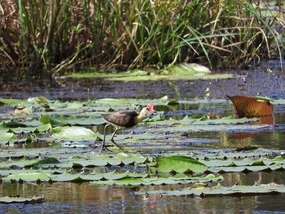 Comb crested jacana lily waking