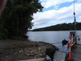 Daintree river ferry