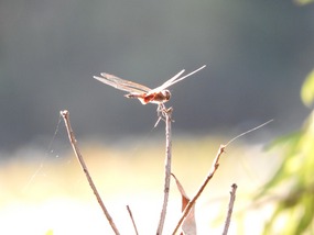 dragonfly