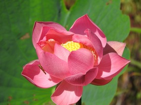 lotus lily