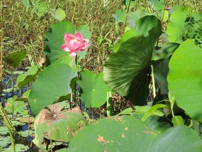 pink- lotus water  lily lagoon