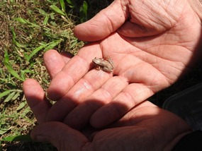 tiny frog  visitor  from water tap