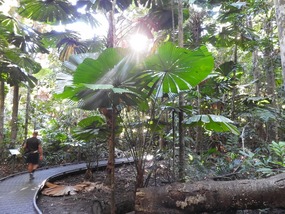 Walking track cape Tribulation