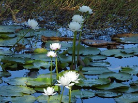 white water lily lagoon