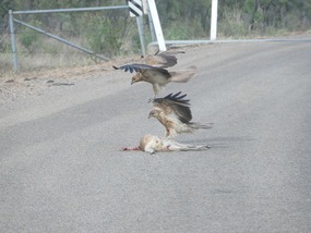 2 kites fitting roadkill