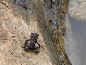 frog on wading crossing 