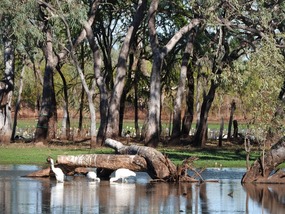 Leichhardt lagoon  camp