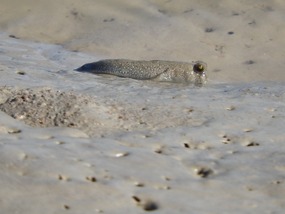 mud skipper