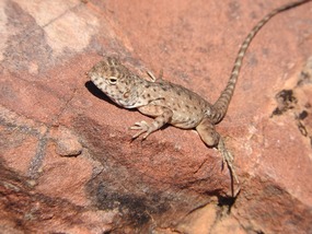 Young ring tailed dragon 