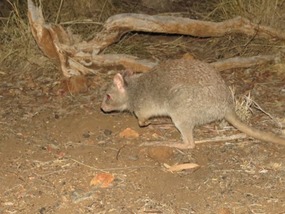 Bettong