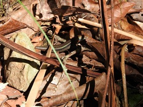 Blue lipped rainbow skink 