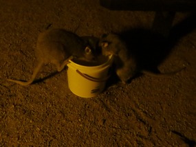 bucket full of Bettong