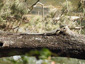 Lace monitor 