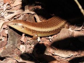 major skink
