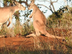 no you can not get back in pouch