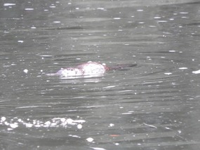 platypus
