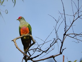 Rose crowned fruit dove