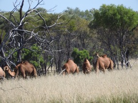 wild camels 