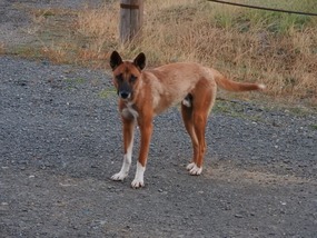 Dingo in camp