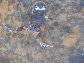 Eastern Gungan frog 30cm