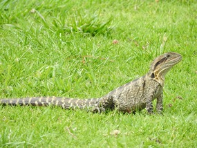eastern water dragon