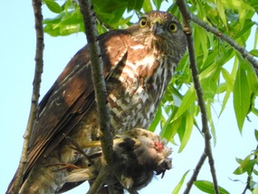 Goshawks with breakfast 