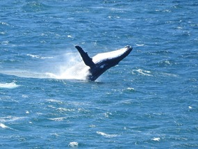 humpback whales 