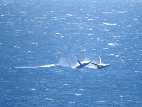 Humpbacks having fun