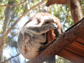 Koala hospital