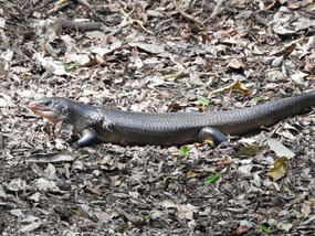 Land Mullet - bellatorias major 