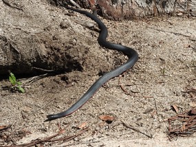 red belly black snake 