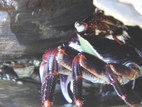 crabs