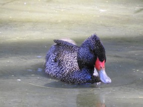 freckled duck