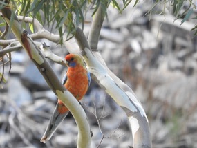 Adelaide Rosella 