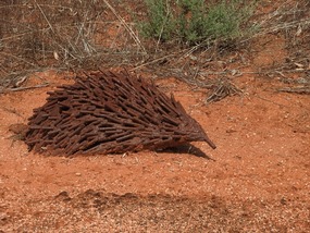 Echidna