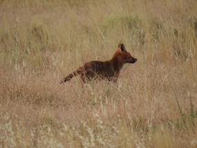 fox