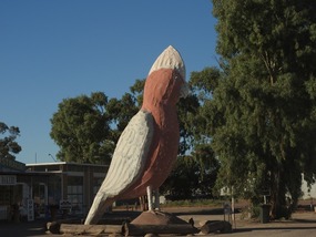 Kamba Big Galah