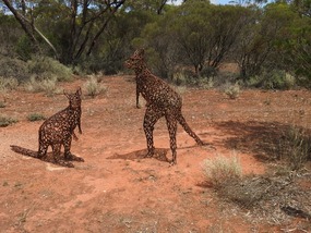 Kangaroos
