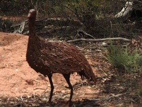 Mallee fowl