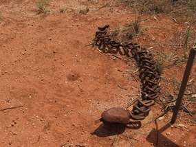 snake 