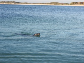 Aust sea lion 