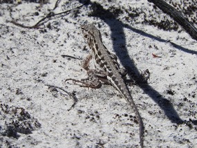 Maybe Nullarbor dragon