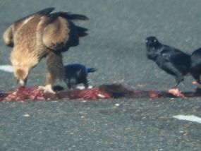 Wedge tail/  ravens 