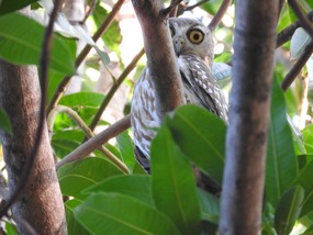 Barking owl