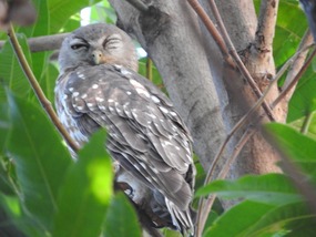Barking owl